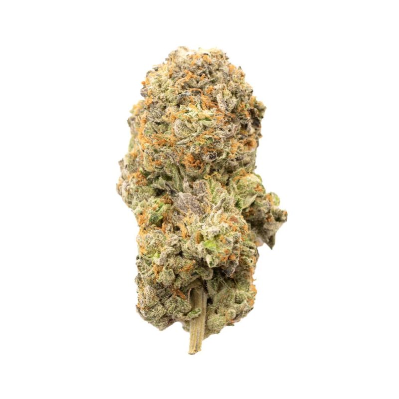 Diesel Rockstar Indica