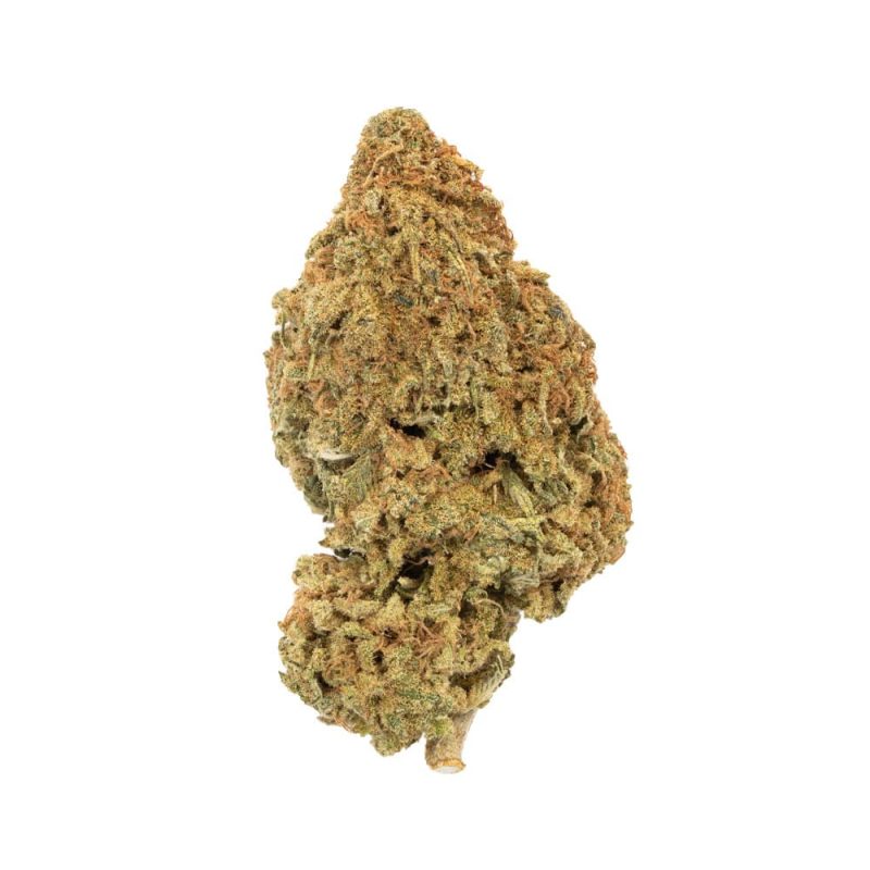 Treasure Island Sativa